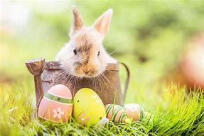 LAPIN